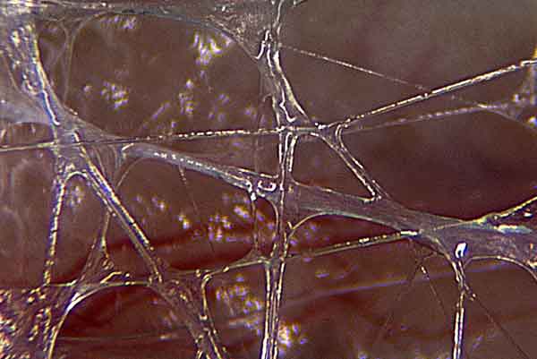 fascia2.jpg